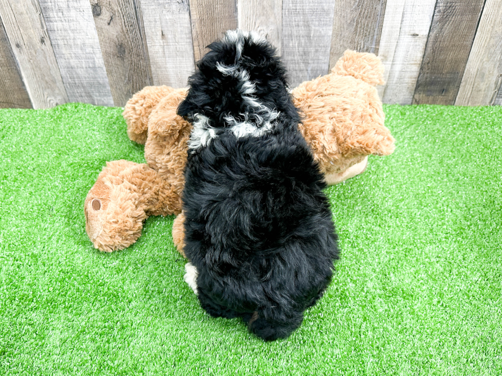 Mini Bernedoodle Puppy for Adoption