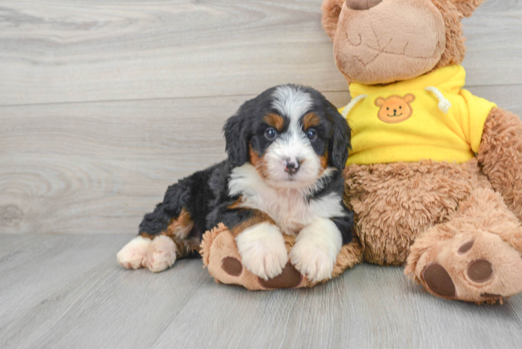 Mini Bernedoodle Puppy for Adoption