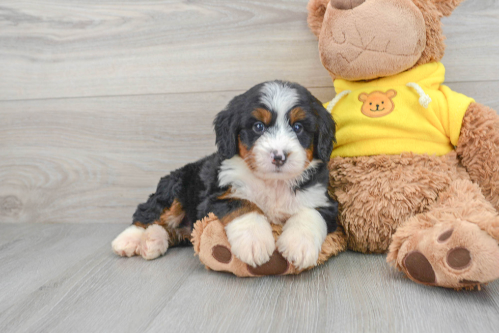 Mini Bernedoodle Puppy for Adoption