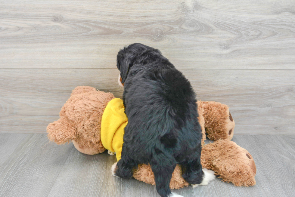Happy Mini Bernedoodle Baby