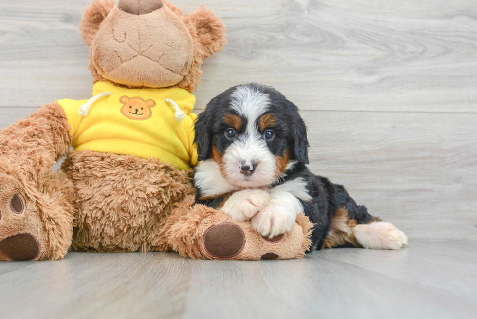 Sweet Mini Bernedoodle Baby