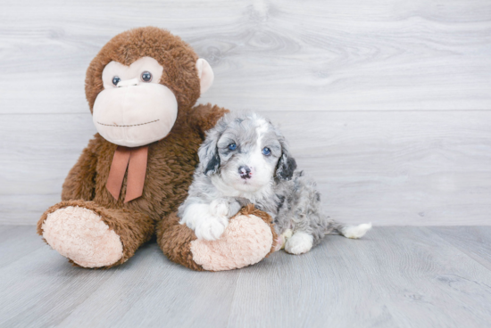 Fluffy Mini Bernedoodle Poodle Mix Pup