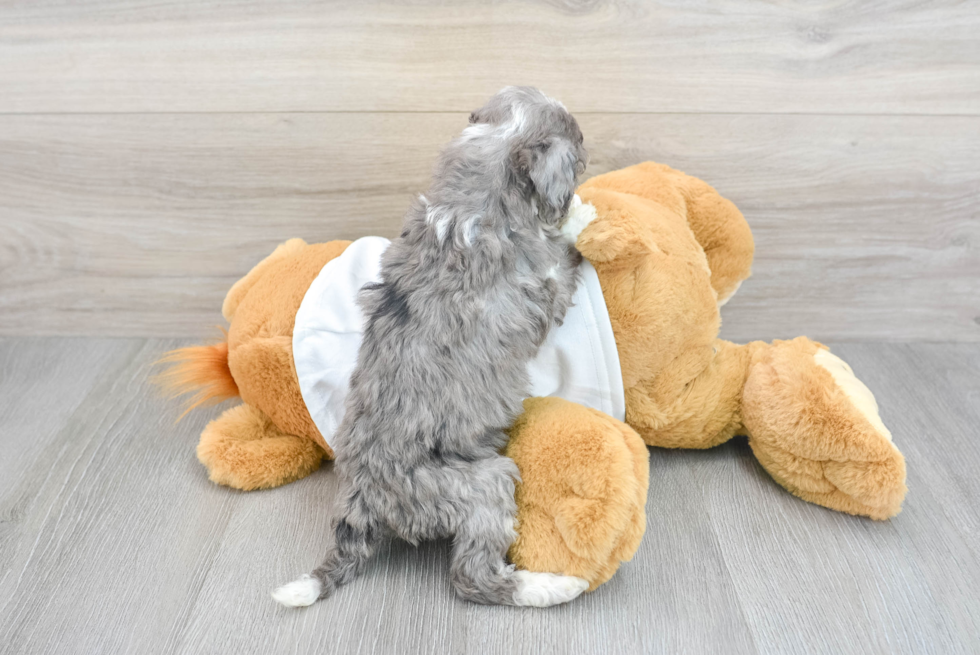 Friendly Mini Bernedoodle Baby