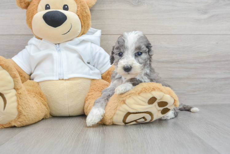 Mini Bernedoodle Pup Being Cute