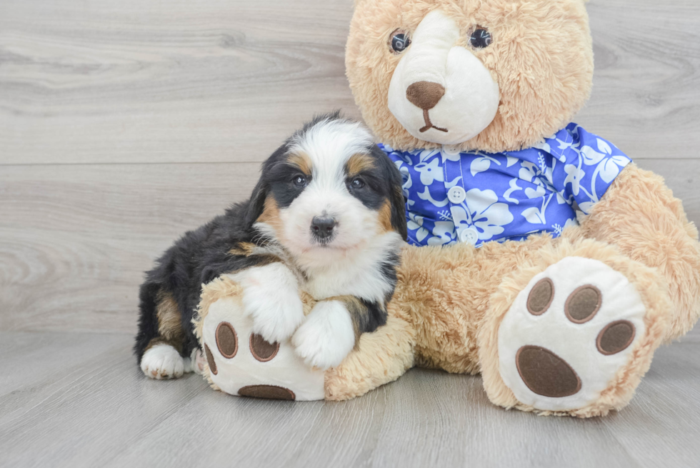 Best Mini Bernedoodle Baby