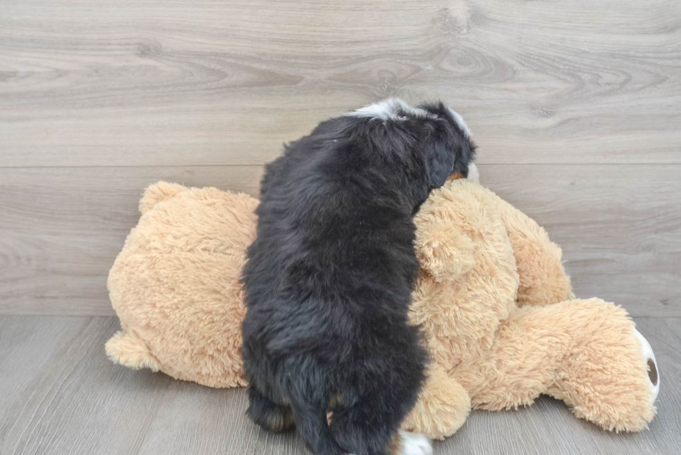 Mini Bernedoodle Puppy for Adoption