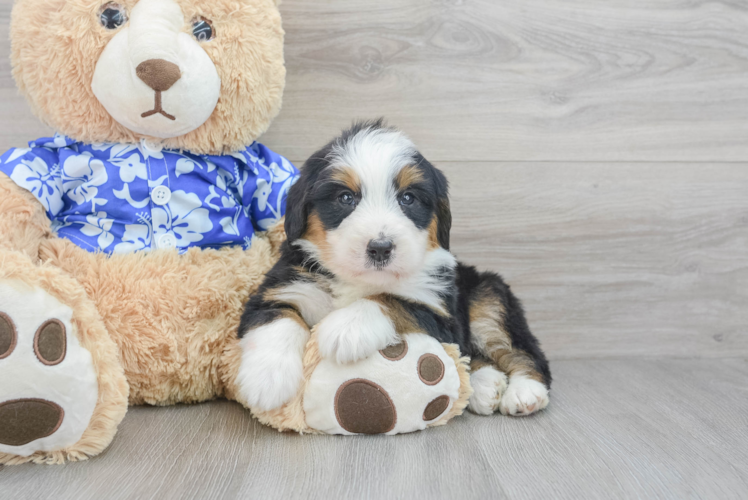 Best Mini Bernedoodle Baby