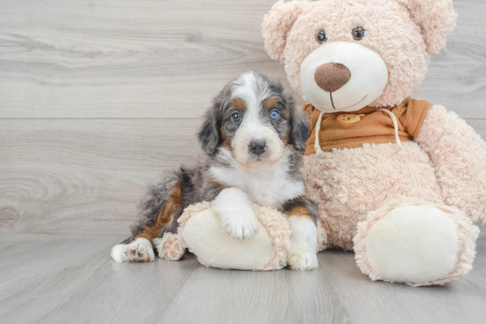 Fluffy Mini Bernedoodle Poodle Mix Pup