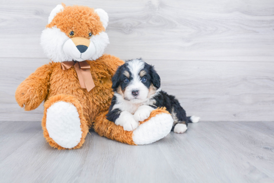 Funny Mini Bernedoodle Poodle Mix Pup