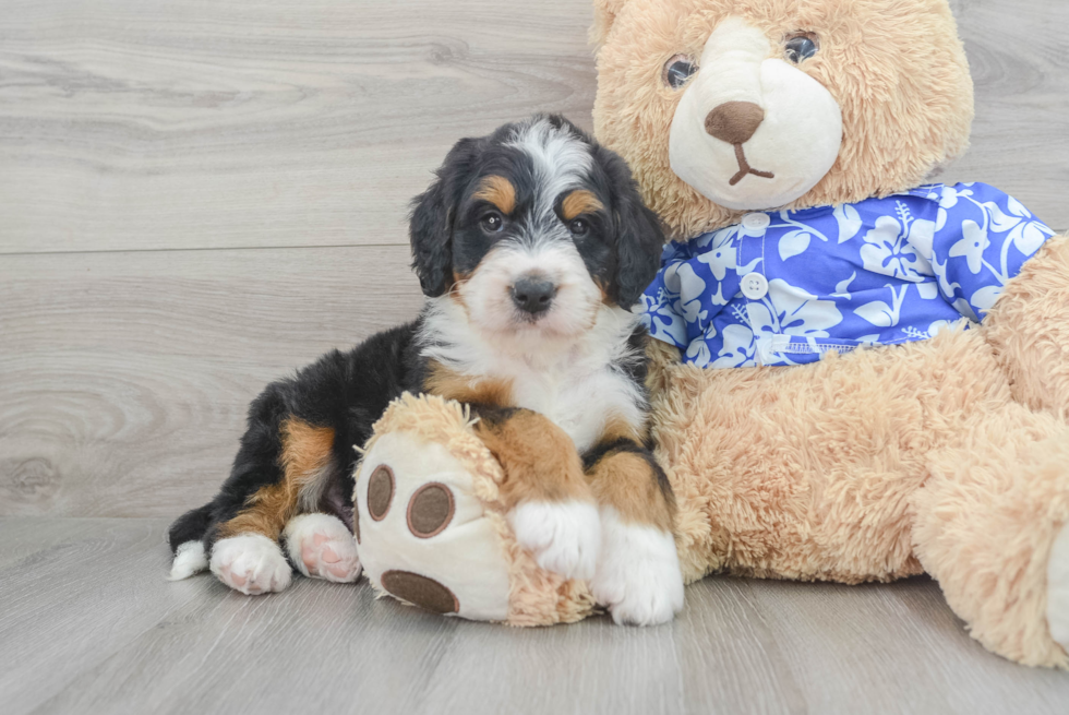 Best Mini Bernedoodle Baby