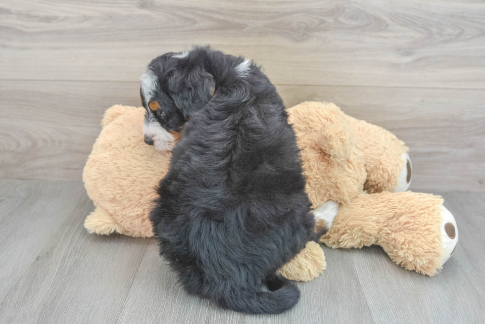 Mini Bernedoodle Pup Being Cute