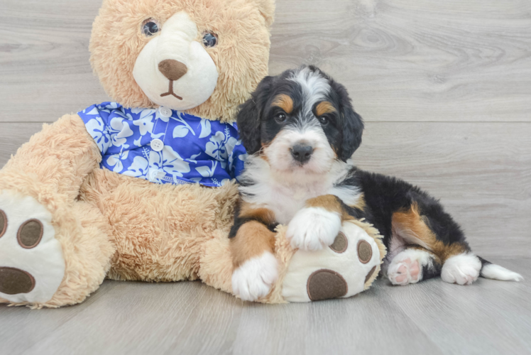 Funny Mini Bernedoodle Poodle Mix Pup