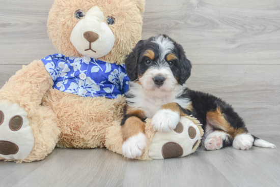 Funny Mini Bernedoodle Poodle Mix Pup