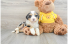 Popular Mini Bernedoodle Poodle Mix Pup