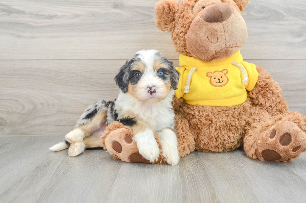 6 week old Mini Bernedoodle Puppy For Sale - Premier Pups