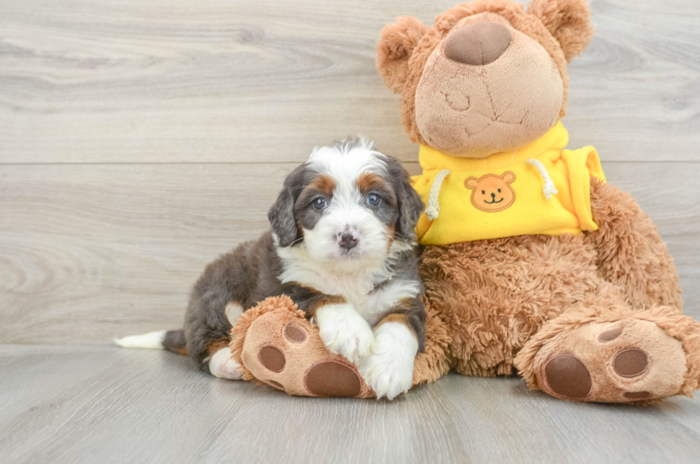 6 week old Mini Bernedoodle Puppy For Sale - Premier Pups