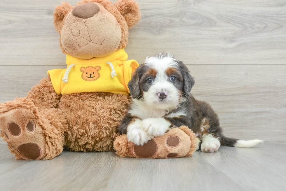 Small Mini Bernedoodle Baby