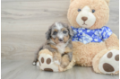 Cute Mini Bernedoodle Baby