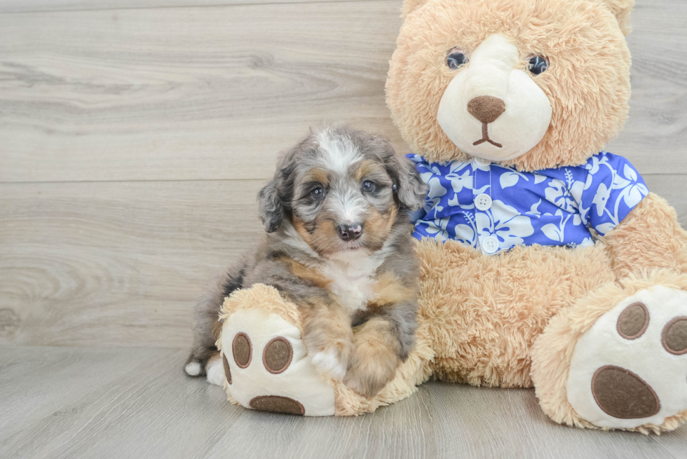 Cute Mini Bernedoodle Baby