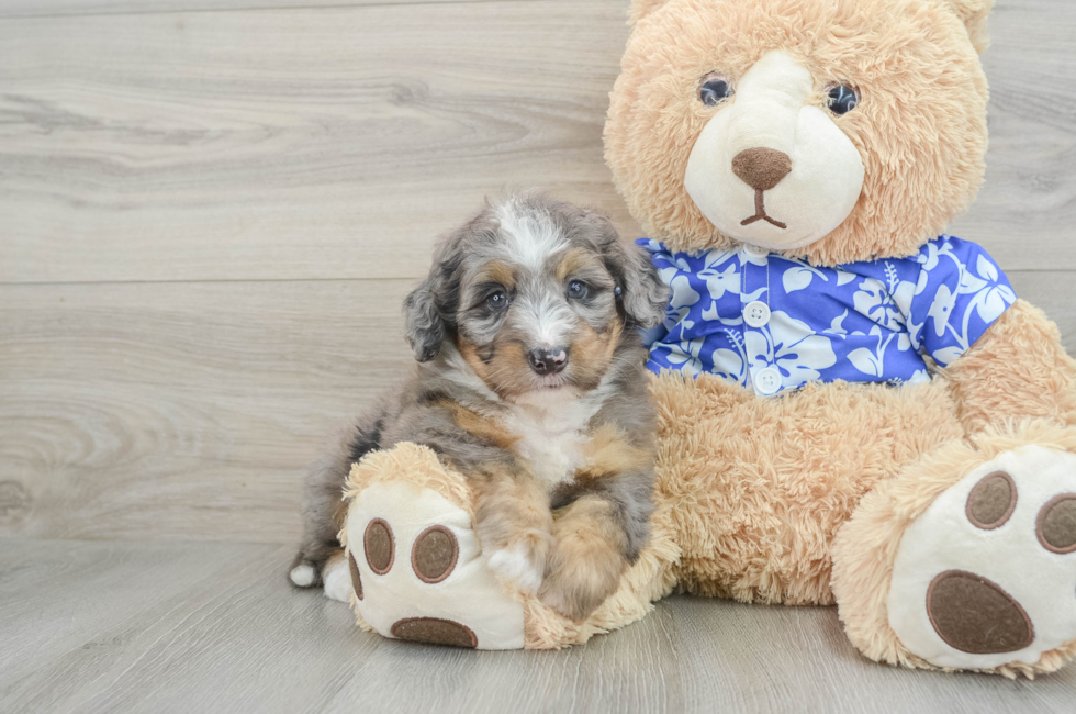 7 week old Mini Bernedoodle Puppy For Sale - Premier Pups