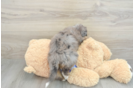 Adorable Mini Bernesedoodle Poodle Mix Puppy