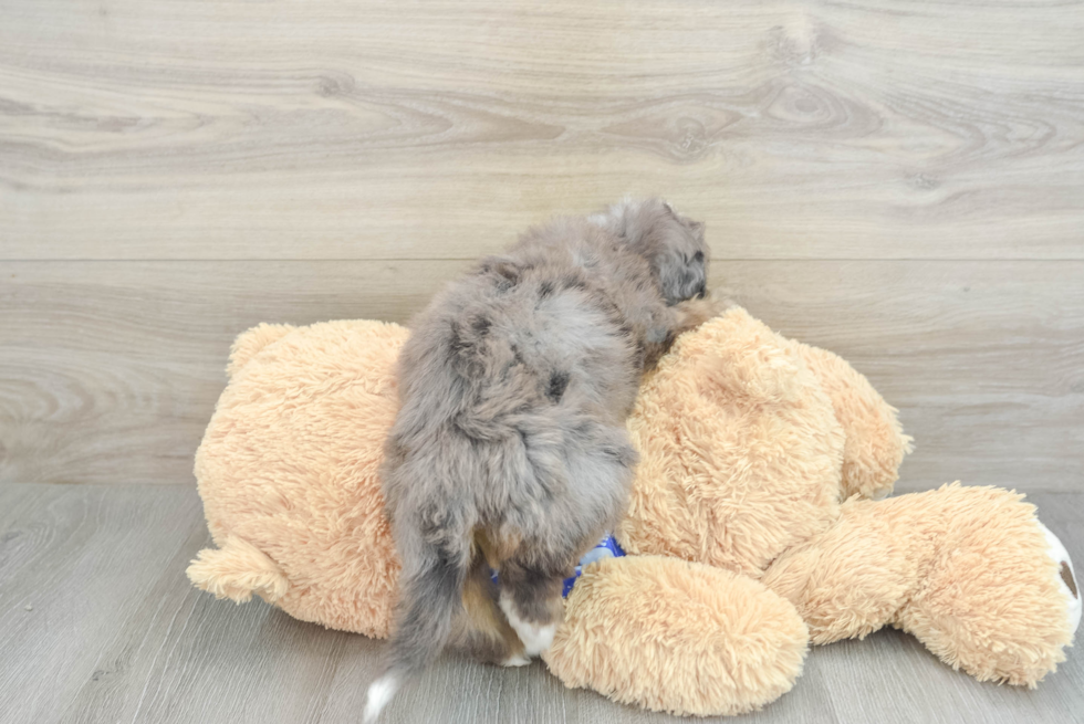 Adorable Mini Bernesedoodle Poodle Mix Puppy