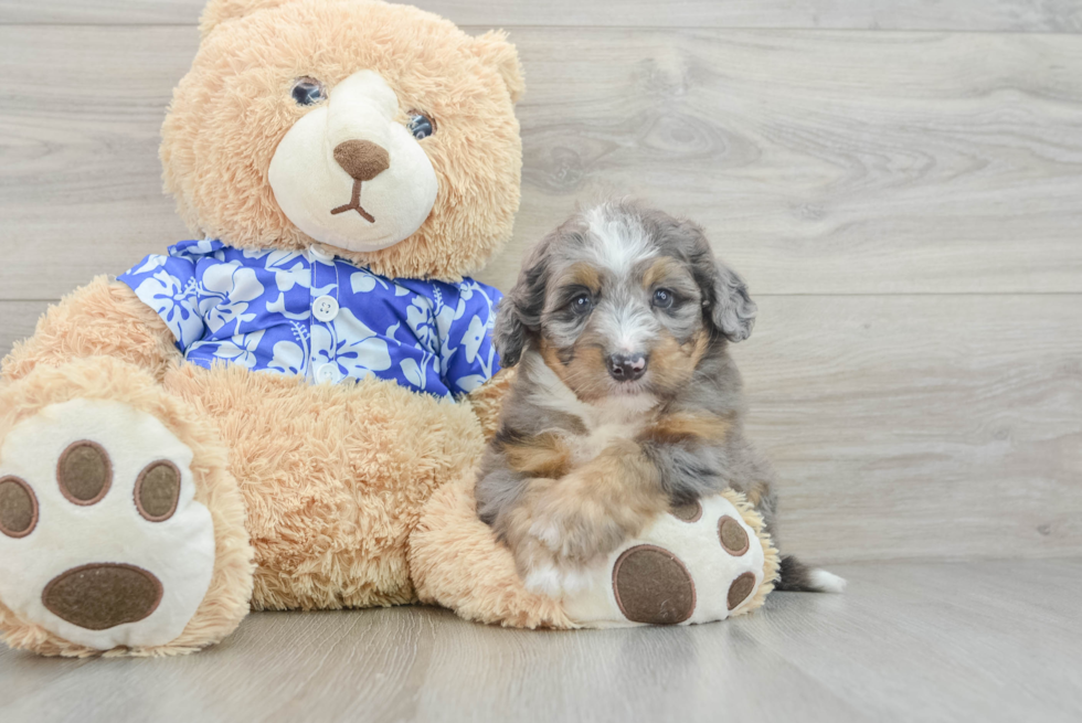 Petite Mini Bernedoodle Poodle Mix Pup