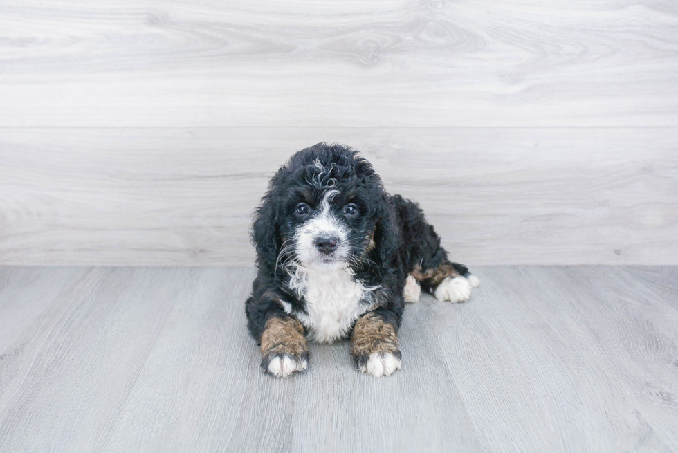 Mini Bernedoodle Puppy for Adoption