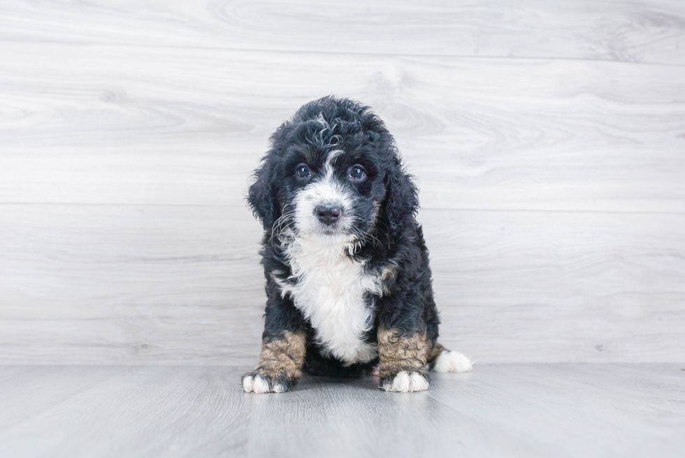 Best Mini Bernedoodle Baby