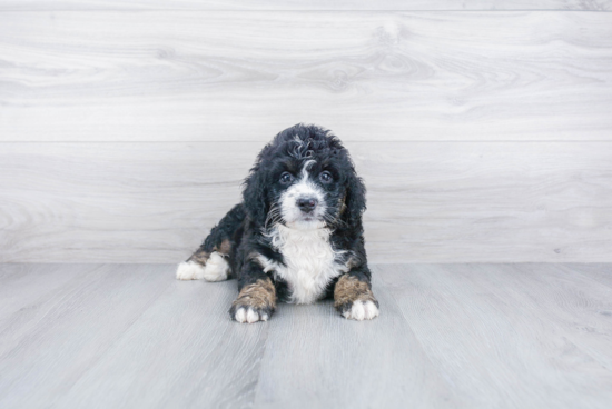 Mini Bernedoodle Pup Being Cute