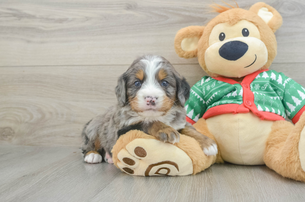 4 week old Mini Bernedoodle Puppy For Sale - Premier Pups