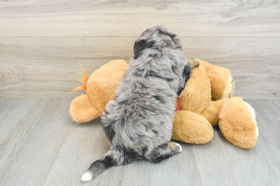 Small Mini Bernedoodle Baby