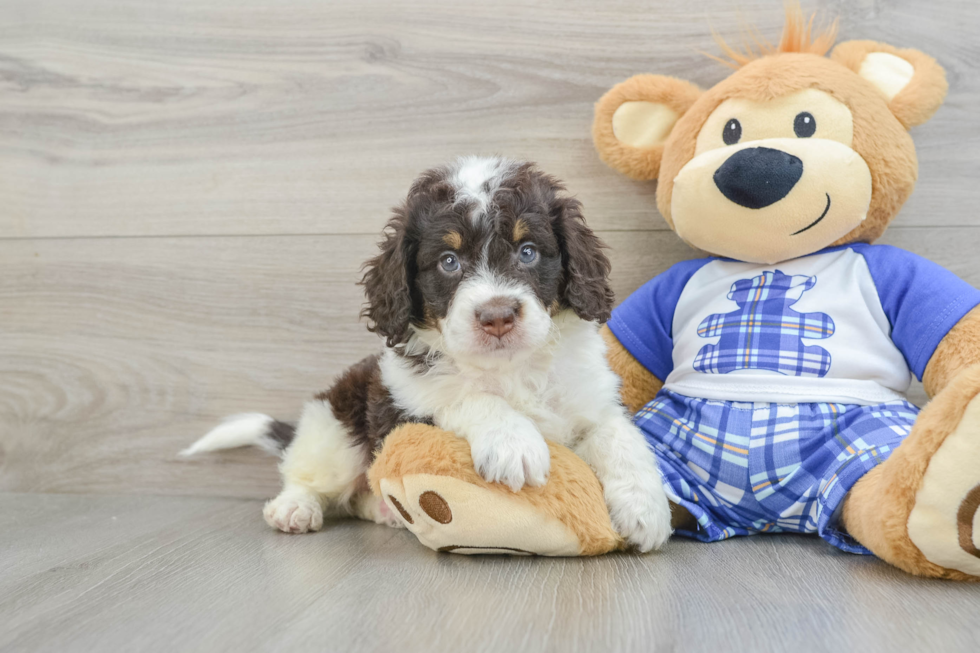 Mini Bernedoodle Puppy for Adoption