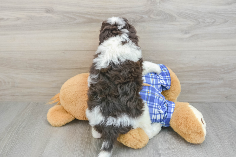 Best Mini Bernedoodle Baby