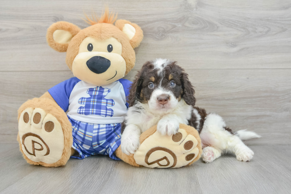 Happy Mini Bernedoodle Baby