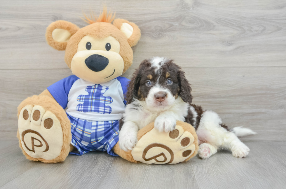 5 week old Mini Bernedoodle Puppy For Sale - Premier Pups