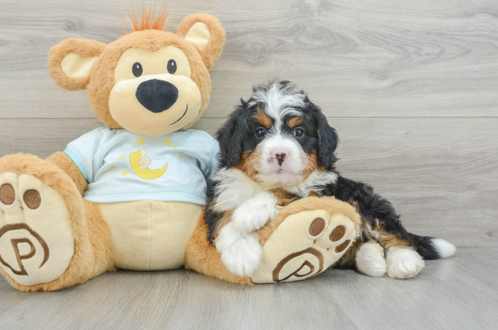 6 week old Mini Bernedoodle Puppy For Sale - Premier Pups