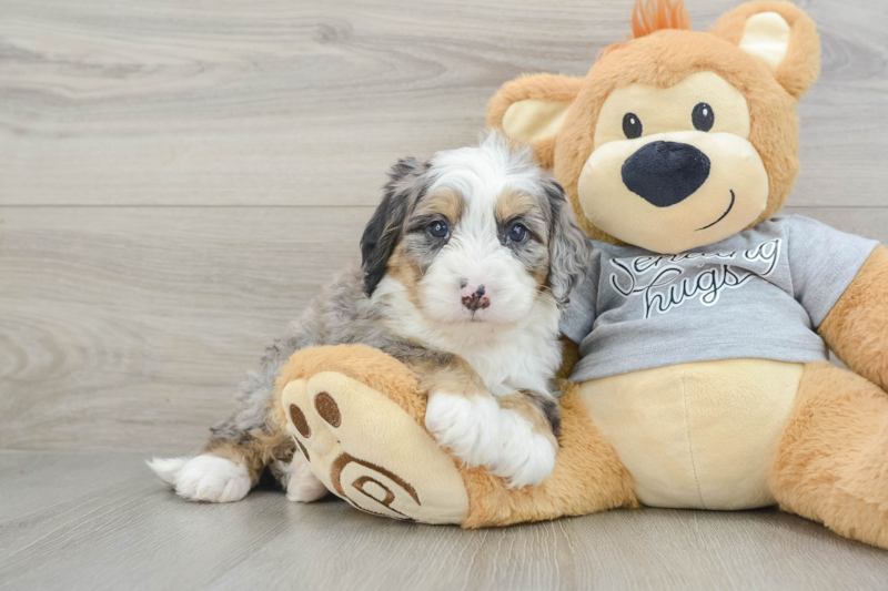 Meet Darius - our Mini Bernedoodle Puppy Photo 1/8 - Premier Pups