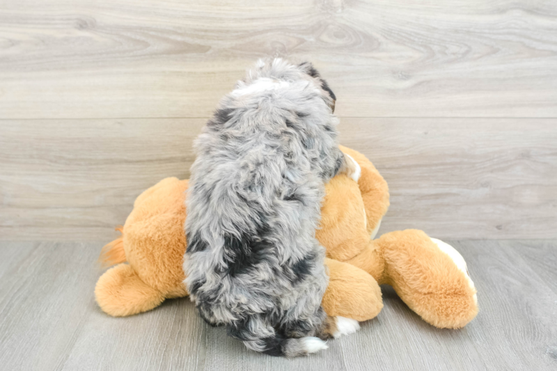 Meet Darius - our Mini Bernedoodle Puppy Photo 2/8 - Premier Pups