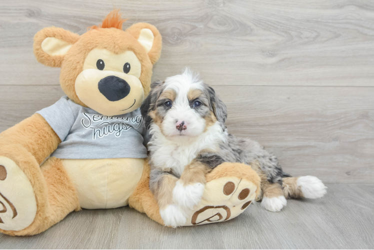 Hypoallergenic Mini Berniedoodle Poodle Mix Puppy