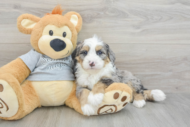 Meet Darius - our Mini Bernedoodle Puppy Photo 3/8 - Premier Pups
