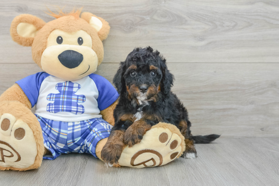 Best Mini Bernedoodle Baby