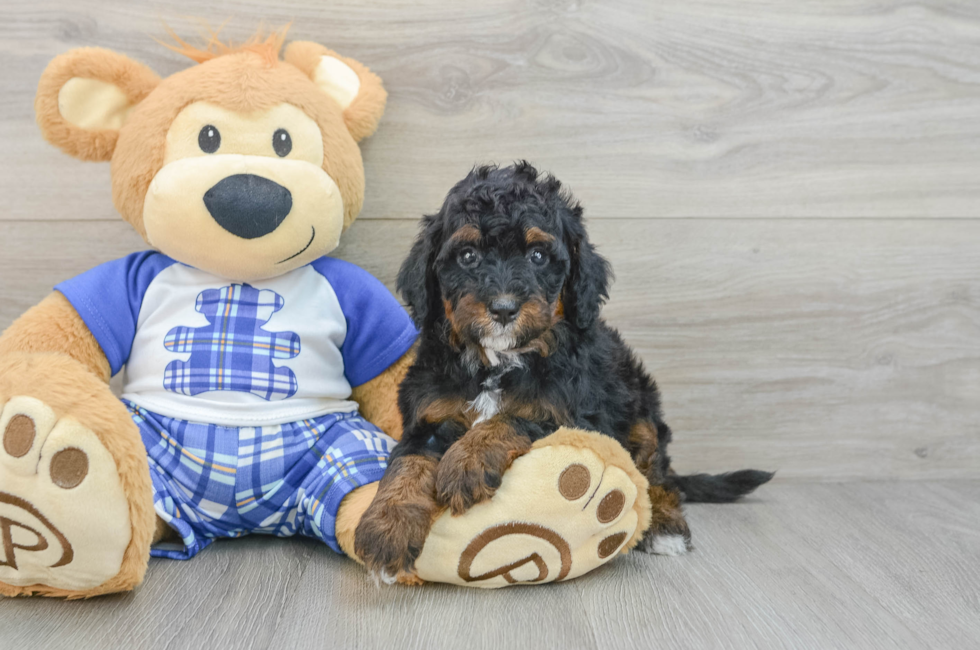 5 week old Mini Bernedoodle Puppy For Sale - Premier Pups