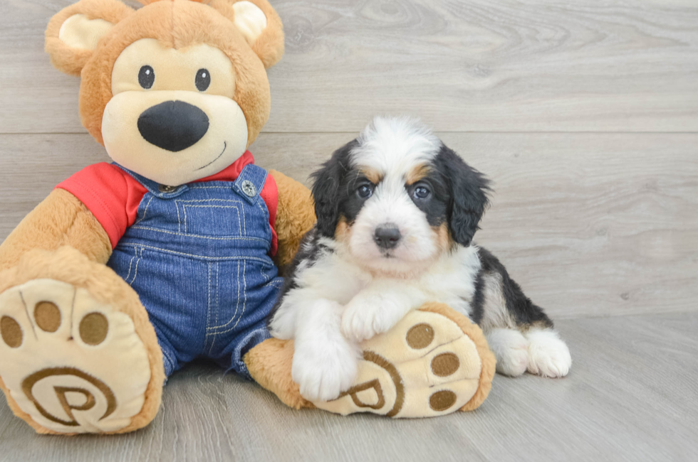 5 week old Mini Bernedoodle Puppy For Sale - Premier Pups