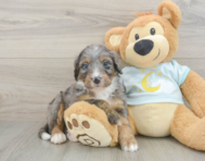 5 week old Mini Bernedoodle Puppy For Sale - Premier Pups