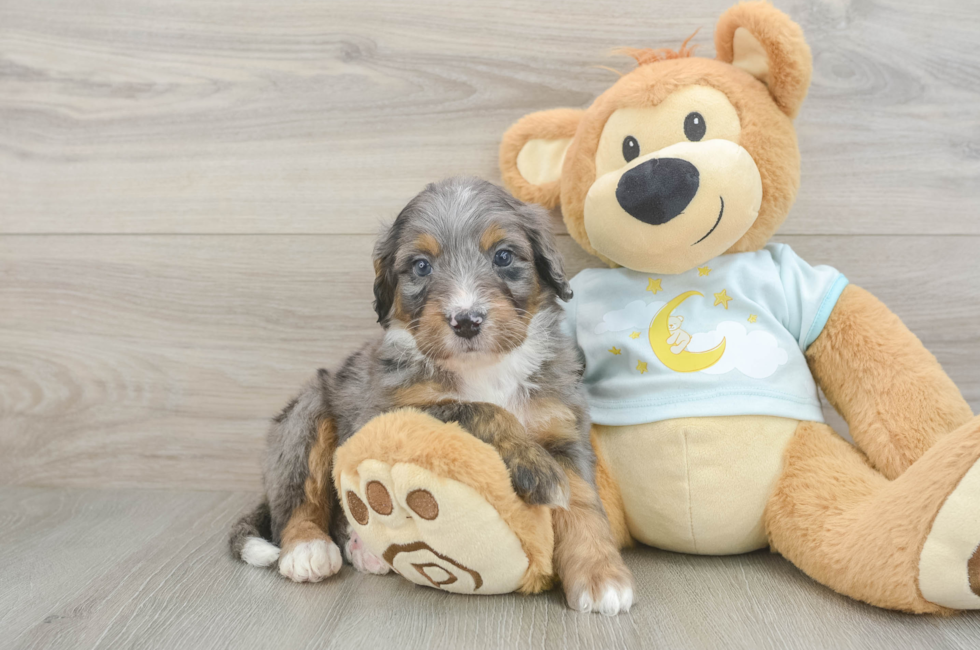 5 week old Mini Bernedoodle Puppy For Sale - Premier Pups