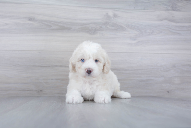 Friendly Mini Bernedoodle Baby