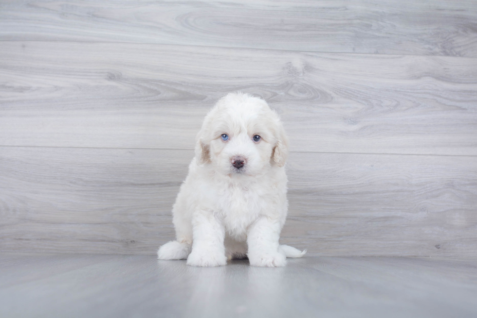 Energetic Bernadoodle Poodle Mix Puppy