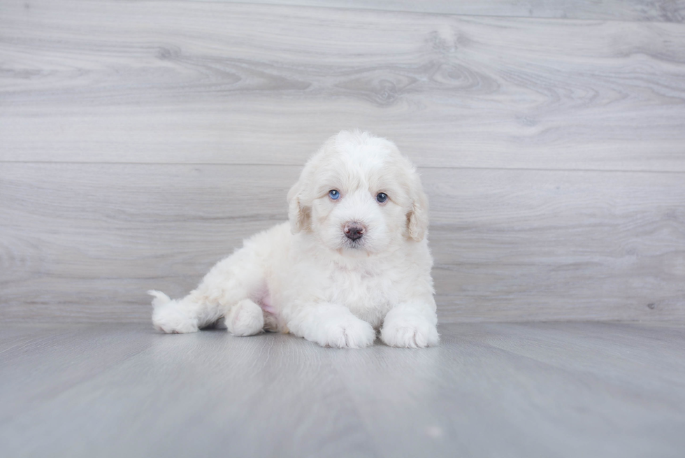 Mini Bernedoodle Puppy for Adoption