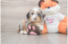 Sweet Mini Bernedoodle Baby